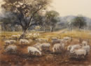 Freshly Shorn Sheep - Hunter Valley
